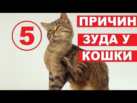 Видео: Почему кошка чешется | 5 причин
