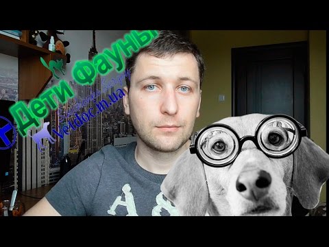 Видео: Опухоли у собак. Опухоли молочных желез у собак