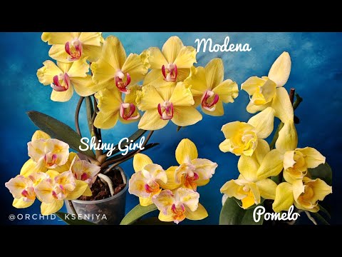 Видео: Жёлтые красавицы орхидеи: Pomelo трилипс, Modena бантик, Shiny Girl бабочка в домашних цветениях 🌼