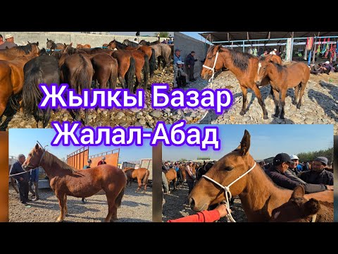 Видео: Жылкы Базар Жалал-Абад