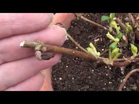 Видео: Перевезла крупнолистные гортензии на дачу в теплицу.Обрезка гортензии Сбежавшая Невеста.