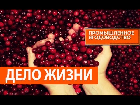 Видео: Промышленное ягодоводство. Дело жизни