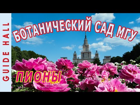 Видео: ЛУЧШИЕ СОРТА ПИОНОВ, БОТАНИЧЕСКИЙ САД МГУ – невероятная коллекция очень красивых цветов в Москве!