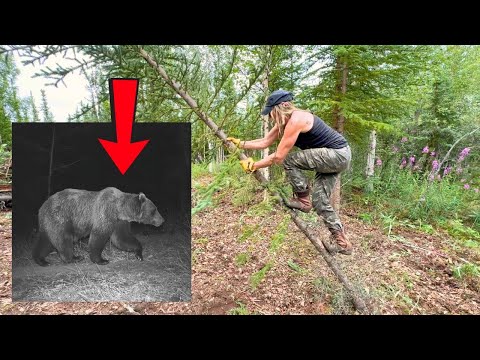 Видео: Страшный гость на моём участке бревенчатой ​​избушки. ОБНОВЛЕНИЕ о ходе работ