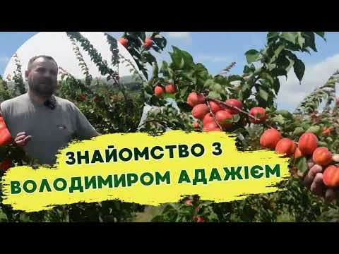 Видео: Абрикос Пріція - ранній урожай та неймовірний смак 🍑