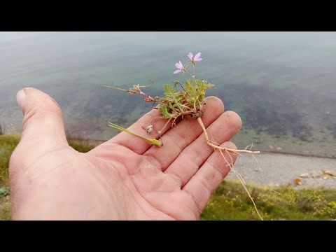 Видео: Сбор растений для гербария. Определение. Поиск лекарственных трав