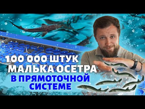 Видео: Как с помощью МАЛЬКОВОГО ЦЕХА построить УСПЕШНЫЙ БИЗНЕС? | Обзор ПРЯМОТОЧНОЙ системы в Мансурово