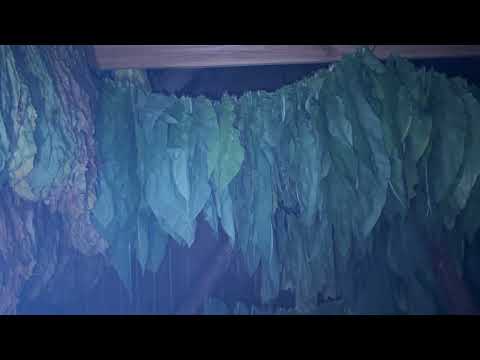 Видео: Томление и сушка Табака 