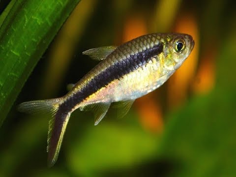 Видео: 1 грамм балык бир жарым жылда  7-8 килограммга чейин өсөт. Таң маанай