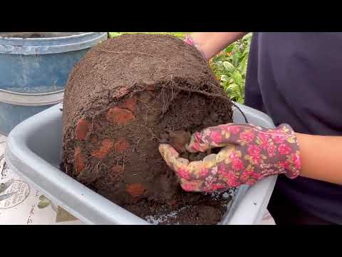 Видео: Реанимируем Карликовую Гуаву. Псидиум Гуава Nana \ Карликовая гуава Psidium guajava Dwarf.