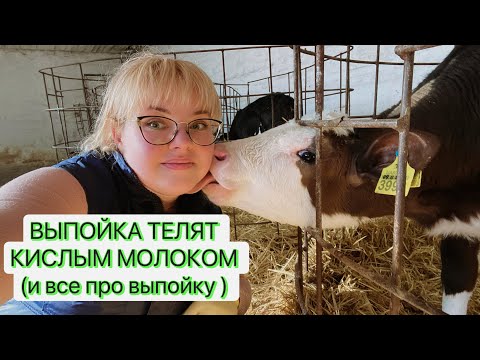 Видео: КАК ПОИТЬ ТЕЛЕНКА МОЛОКОМ? / поговорим про разные технологии выпойки телят/