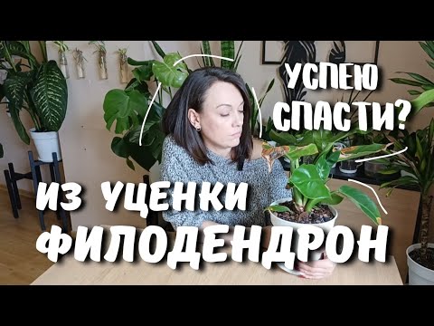 Видео: Филодендрон Грин Конго за копейки! Стоило ли брать?