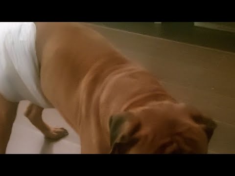 Видео: Как подобрать собаке памперс?