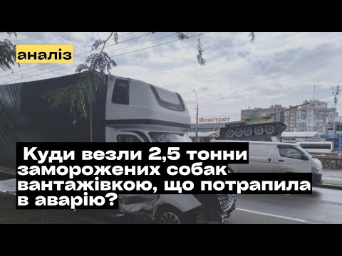 Видео: Аварія з вантажівкою в Миколаєві. Куди у вантажівці везли 2,5 тонни заморожених собак? @mukhachow