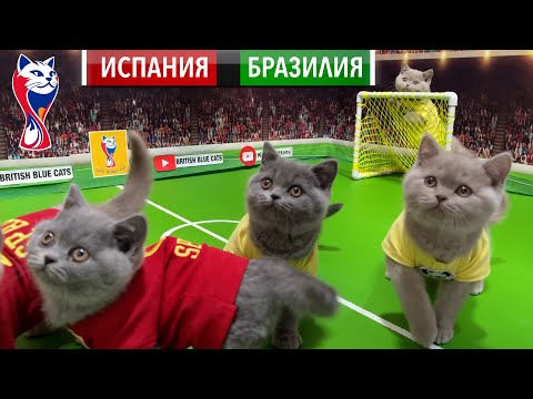 Видео: 33 КОТЁНКА - Котята рвут футбол! Испания против Бразилии! 🐾⚽ Чемпионат мира среди котят 2025 😻🔥