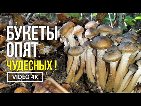 Видео: БУКЕТЫ ОПЯТ ЧУДЕСНЫХ !  14 октября 2023 года.  Сбор медовых осенних опят ( Armillaria mellea )