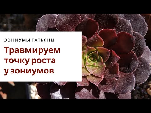 Видео: Травмируем точку роста. Уход за эониумами в домашних условиях