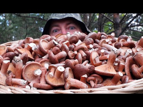 Видео: МИЛЛИОН ГРИБОВ! Горькушки начинают наступление!