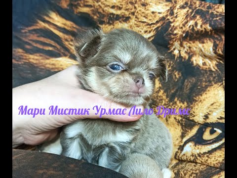 Видео: Щенки породы ЧИХУАХУА на продажу Урмас и Фурор #купитьчихуахуа 89215950848 #продаю_щенков_чихуахуа