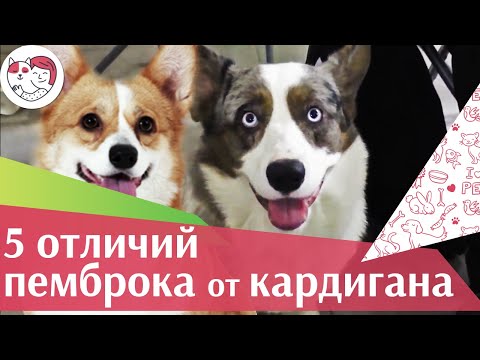 Видео: 5 отличий вельш корги пемброка от вельш корги кардигана на ilikepet