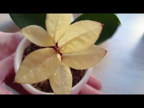 Видео: Замиокулькас вариегатный Еллоу Вайт. Шикарное растение.