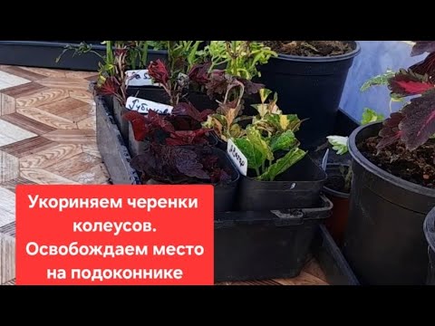 Видео: КОЛЕУСЫ УКОРИНЕНИЕ ЧЕРЕНКОВ 