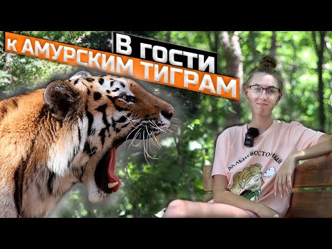 Видео: Амурские тигры - чудо Дальнего востока! О животных Приморского края. Сафари парк. 2021
