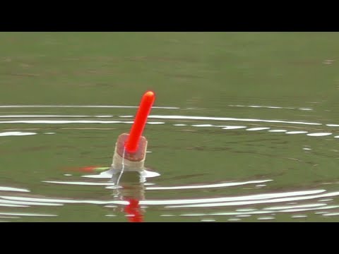 Видео: Поклевки КАРАСЯ крупным планом ! и наглый БОБЕР ! озеро КОСОГОЛЬ .