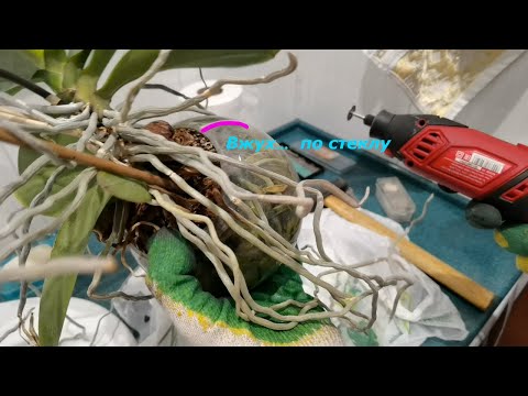 Видео: РАЗРЕЗАЛИ стеклянные колбы круглые. Муж в деле . Сложные Пересадки орхидей и ТАКОЕ БЫВАЕТ. ШОККОРНИ
