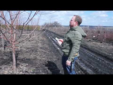 Видео: "Обрезка плодовых деревьев. Яблоня Орлинка", Стронгин Семён