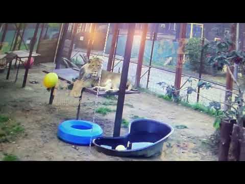 Видео: Шархан осенний вечер 17 09 2025