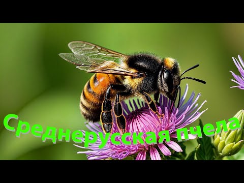 Видео: Роман Антропов о среднерусской пчеле