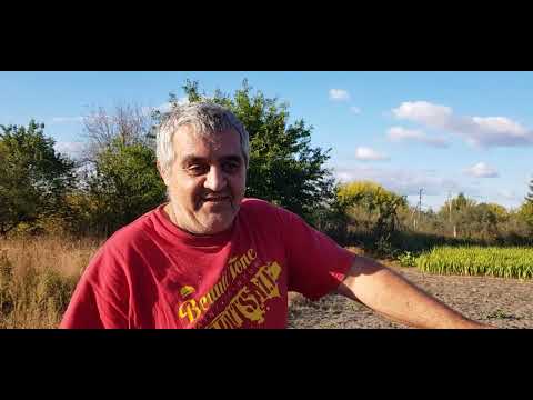 Видео: Урожай моркови,  пришёл брат .