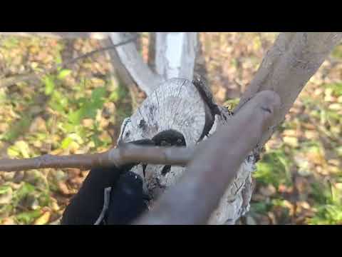 Видео: Курсы вождения по  шуруповёрту.20.10.25.Сев.Каз..