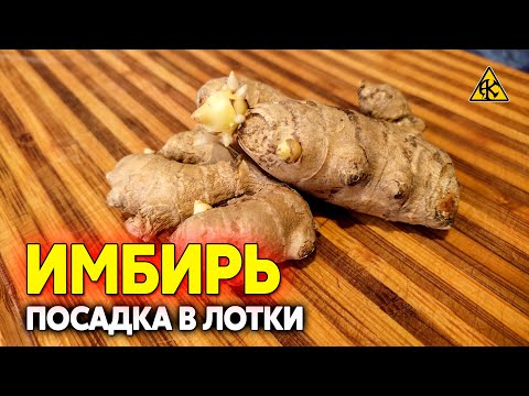 Видео: Как посадить имбирь дома, выращивание на подоконнике в лотках