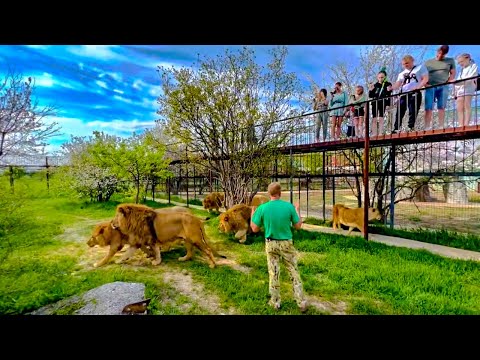 Видео: ВЫПУСК ЛЬВОВ 2022! Вожак выходит в саванну!