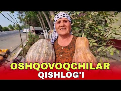 Видео: ОШҚОВОҚЧИЛАР ҚИШЛОҒИ