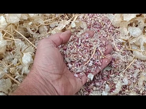 Видео: Повітряна бульбашка часнику.  Віяння та калібрування.