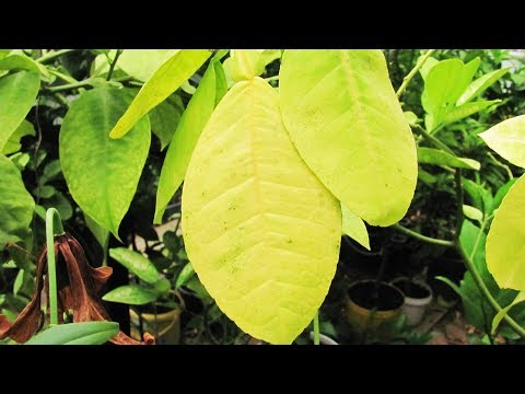 Видео: Почему желтеет и облетает комнатный лимон