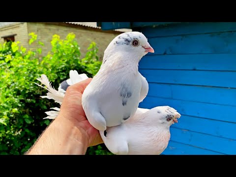Видео: А говорят Узбекские голуби не летают и не Играют!