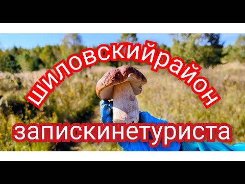 Видео: За грибами в Шиловский район.ЗапискиНЕТУРИСТА. #грибочки #лес #грибы 