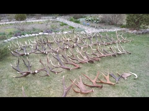 Видео: #16-24 Поиск рогов в Налибокской пуще , итог сезона 2024,  poroże 2024