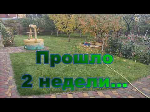 Видео: Результаты - Вертикуляция/Скарификаций и Подсева газона (1 и 3 недели после). Видео №20 (16.10.2021)