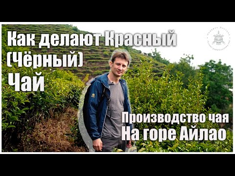 Видео: Как делают КРАСНЫЙ (ЧЁРНЫЙ) ЧАЙ: производство чая на горе Айлао. Podarkivostoka