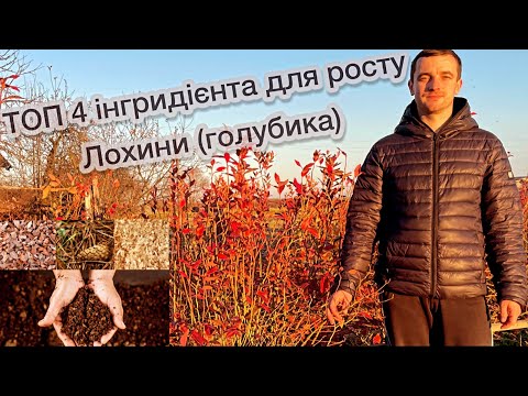 Видео: ТОП 4 інгридієнта для вирощування лохини (голубика, blueberries ) 07.11.21