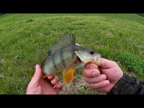 Видео: поймал бонус на микруху и отпустил и надрал окуня