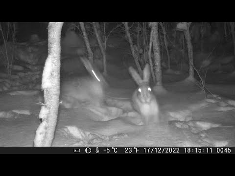 Видео: Фотоловушка зафиксировала, кто ходит возле участка в деревне