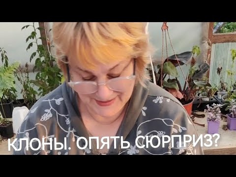 Видео: Клоны из Китая. Новая партия!