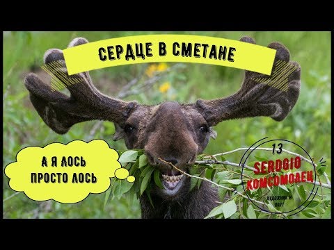 Видео: Лось сердце в сметане