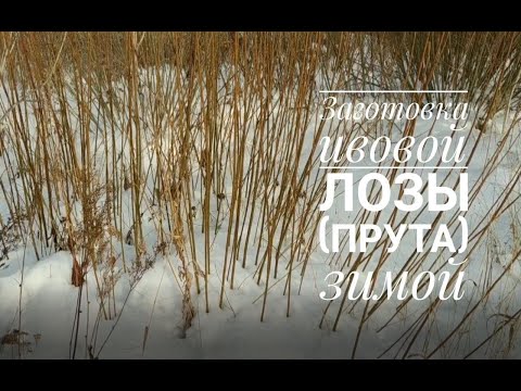 Видео: Заготовка ивовой лозы (прута) зимой